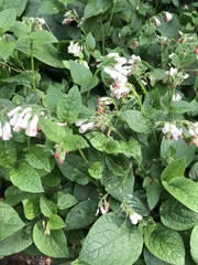 Symphytum asperum