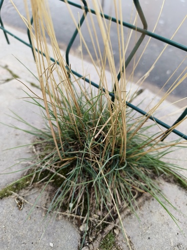 Festuca trachyphylla observed 2026-07-20