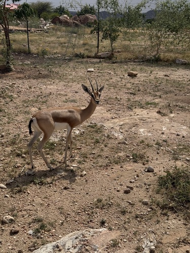 Dorcas Gazelle