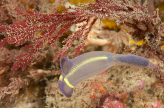 Clavelina meridionalis