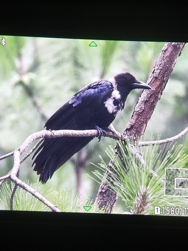 Collared Crow
