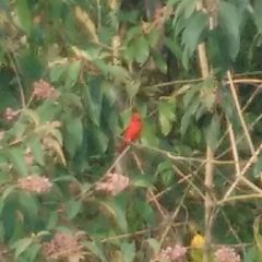 Piranga rubra