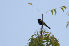 Icterus dominicensis