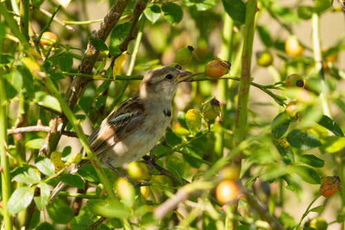 House Sparrow