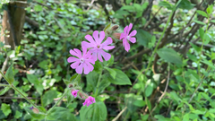 Silene dioica