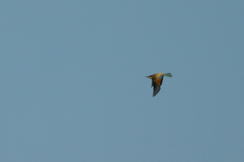 European Bee-eater