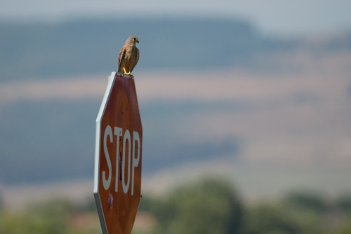 Eurasian Kestrel