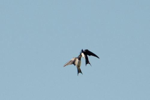 Barn Swallow