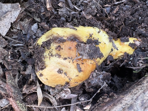 Cortinarius sinapicolor