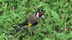 Carduelis carduelis