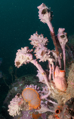 Pyura spinifera