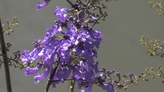 Bignoniaceae