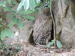 Ketupa zeylonensis