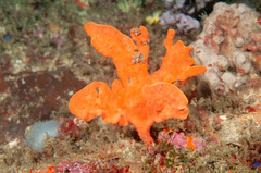 Echinoclathria leporina