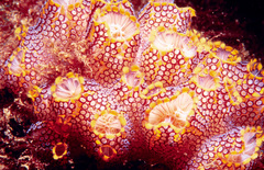 Botrylloides magnicoecus