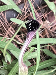 Aristolochia erecta