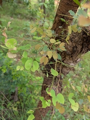Hardwickia binata, photograph (c) Ravuri Krishna Chaitanya, some rights reserved (CC BY)