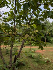 Hardwickia binata, photograph (c) Ravuri Krishna Chaitanya, some rights reserved (CC BY)