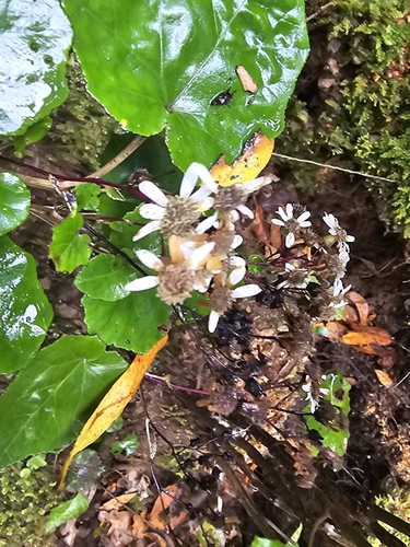 Pericallis appendiculata, photograph 3