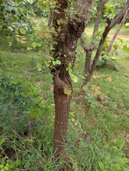 Hardwickia binata, photograph (c) Ravuri Krishna Chaitanya, some rights reserved (CC BY)