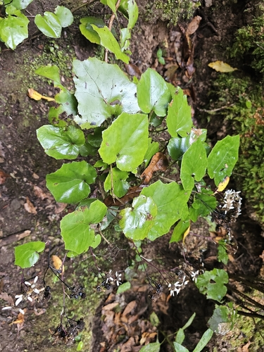 Pericallis appendiculata, photograph 4
