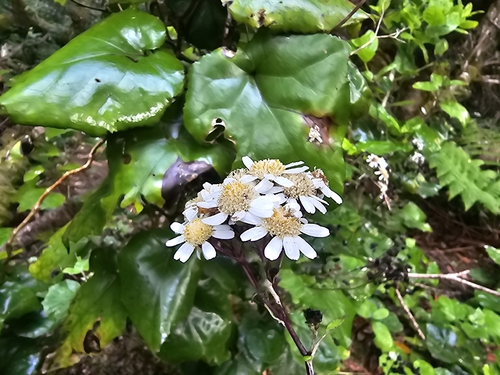 Pericallis appendiculata, photograph 5