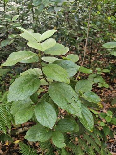 Viburnum rugosum, photograph 4