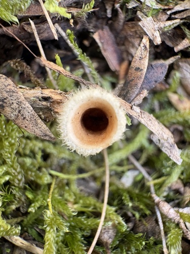 woolly bird's nest fungus