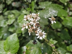 Pericallis appendiculata
