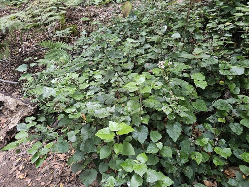 Pericallis appendiculata, photograph 2