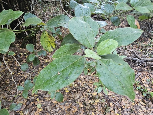 Viburnum rugosum, photograph 2