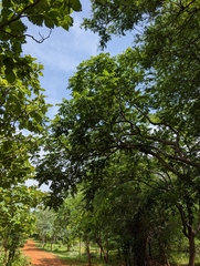 Lannea coromandelica, photograph (c) Ravuri Krishna Chaitanya, some rights reserved (CC BY)
