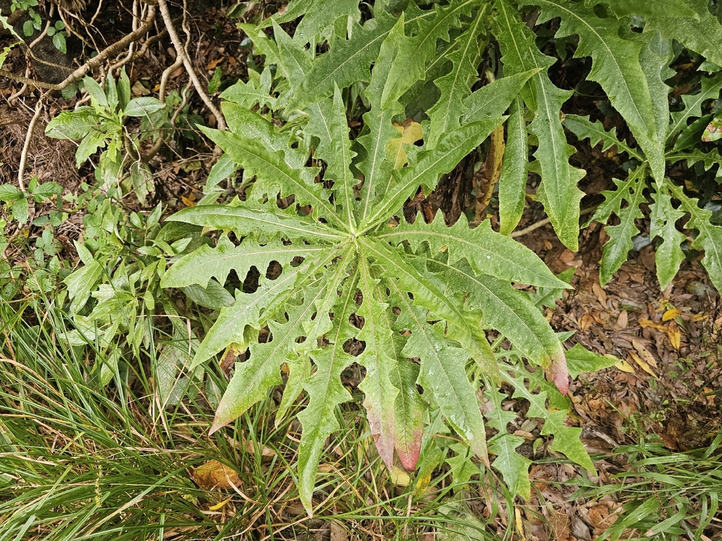 Sonchus congestus; photograph (c) Elizabete Marchante, some rights reserved (CC BY)