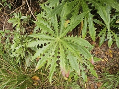 Sonchus congestus