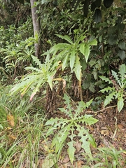 (c) Elizabete Marchante, some rights reserved (CC BY) Sonchus congestus, photograph (c) Elizabete Marchante, some rights reserved (CC BY)