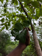 (c) Ravuri Krishna Chaitanya, some rights reserved (CC BY) Celastrus paniculatus, photograph (c) Ravuri Krishna Chaitanya, some rights reserved (CC BY)