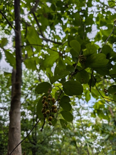Celastrus paniculatus, photograph 3