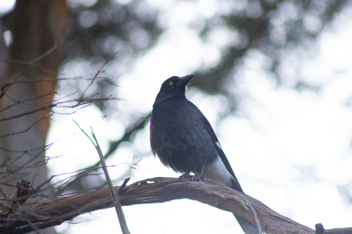 Pied Currawong