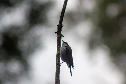 White-naped Honeyeater