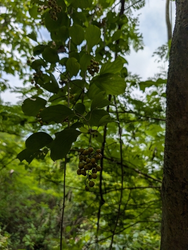 Celastrus paniculatus, photograph 4