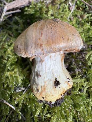 Cortinarius chrysopocos