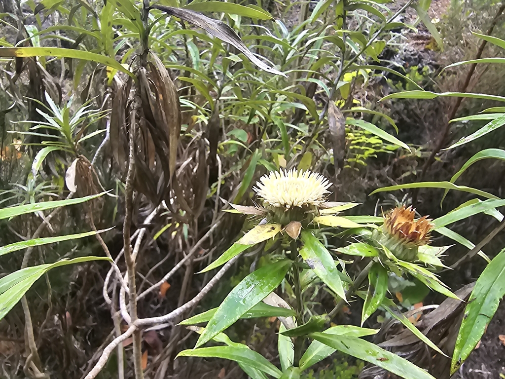 Carlina salicifolia; photograph (c) Elizabete Marchante, some rights reserved (CC BY)