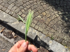 Hordeum murinum