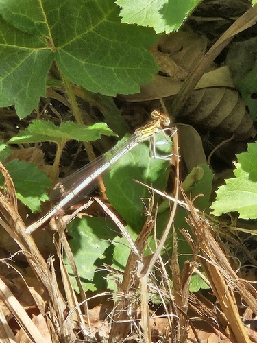 Blue Featherleg