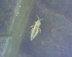 Scirtothrips dorsalis