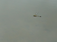 Epophthalmia elegans