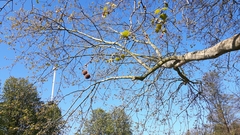 Platanus × hispanica