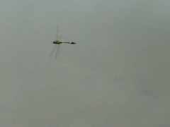 Epophthalmia elegans