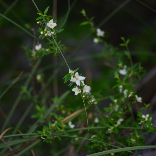 Image of Philadelphus texensis by (c) Michelle W. （鍾偉瑋）, some rights reserved (CC BY)