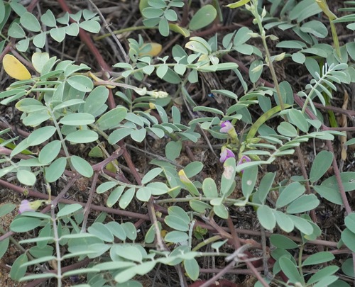 Tephrosia purpurea, photograph 1